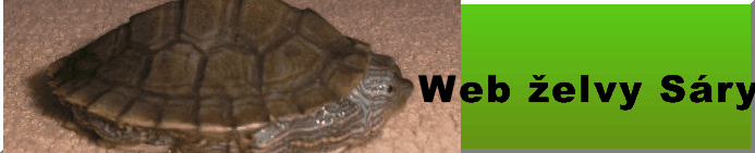 web elvy sry.gif